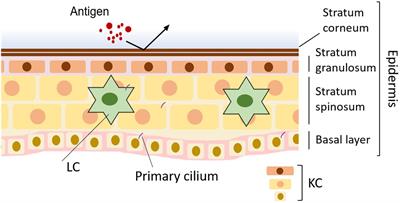 Primary Cilia in the Skin: Functions in Immunity and Therapeutic Potential